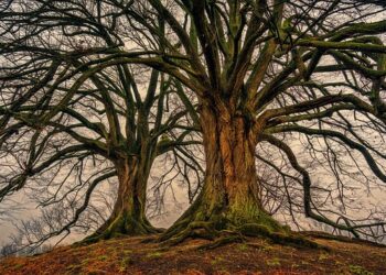 Ekmek Ağacı Faydaları Nelerdir