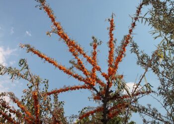 Akdikenin Faydaları ve Zararları Nelerdir