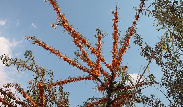 Akdikenin Faydaları ve Zararları Nelerdir