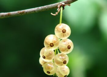 Bektaşi Üzümü Faydaları ve Zararları