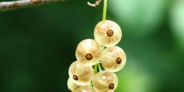 Bektaşi Üzümü Faydaları ve Zararları