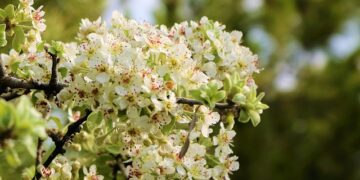 Ahlatın Faydaları ve Özellikleri Nelerdir