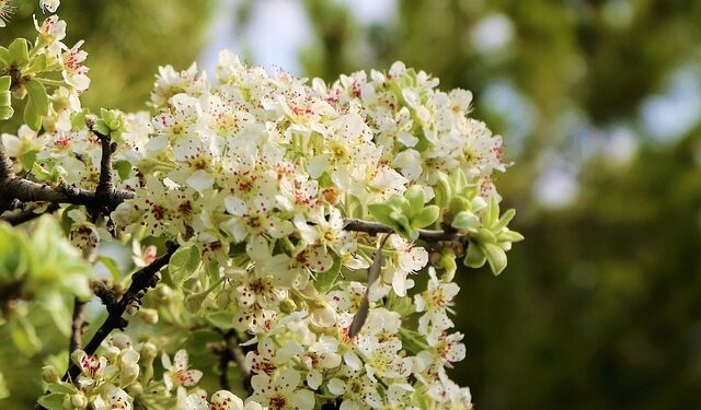 Ahlatın Faydaları ve Özellikleri Nelerdir