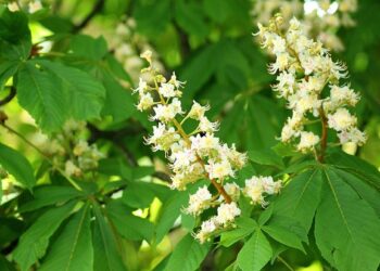 At kestanesinin Faydaları ve Zararları