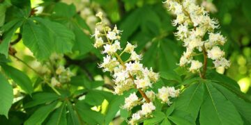 At kestanesinin Faydaları ve Zararları