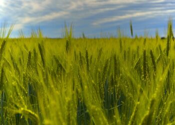 Çavdarın Kullanım Alanları Nelerdir