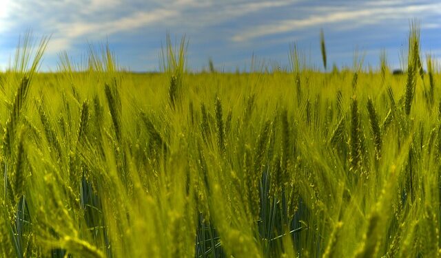 Çavdarın Kullanım Alanları Nelerdir