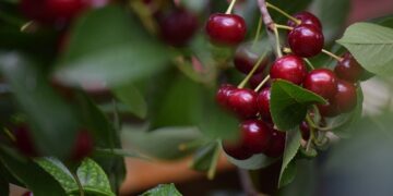 Vişnenin Faydaları ve Zararları Nelerdir