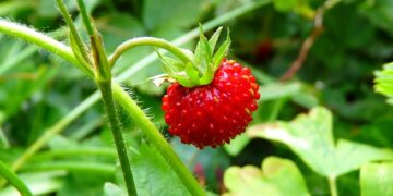 Dağ Çileğinin Faydaları Nelerdir