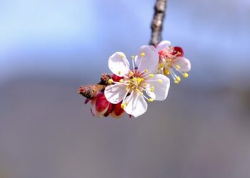 Zerdalinin Faydaları ve Zararları Nelerdir