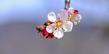 Zerdalinin Faydaları ve Zararları Nelerdir
