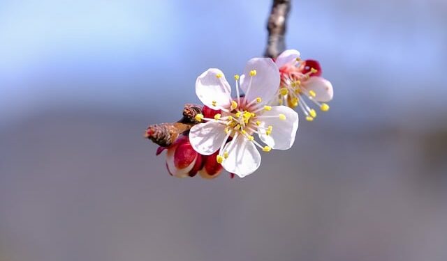 Zerdalinin Faydaları ve Zararları Nelerdir