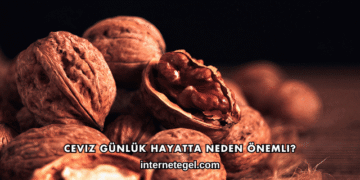 Ceviz Günlük Hayatta Neden Önemli?