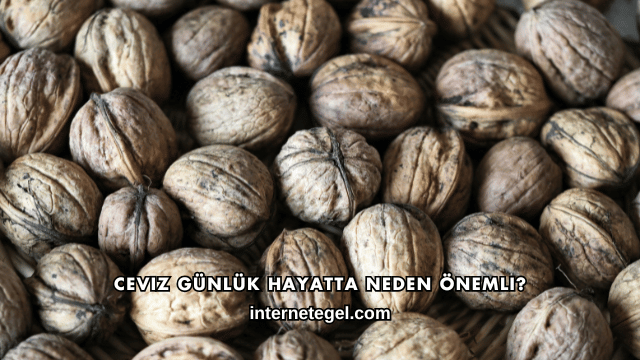 Ceviz Günlük Hayatta Neden Önemli?