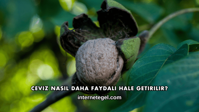 Ceviz Nasıl Daha Faydalı Hale Getirilir?