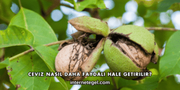 Ceviz Nasıl Daha Faydalı Hale Getirilir?