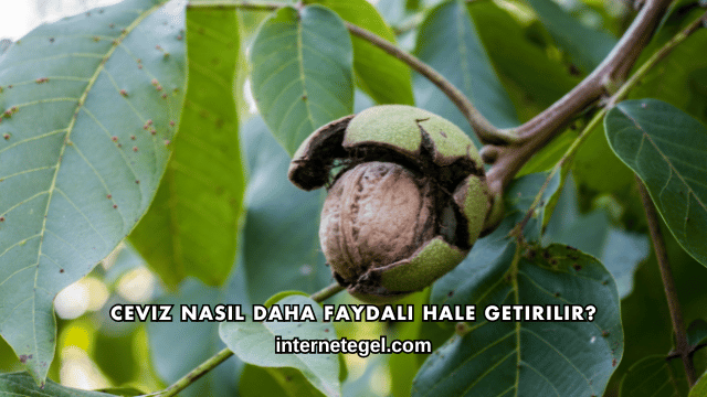 Ceviz Nasıl Daha Faydalı Hale Getirilir?